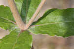 Dogtongue buckwheat